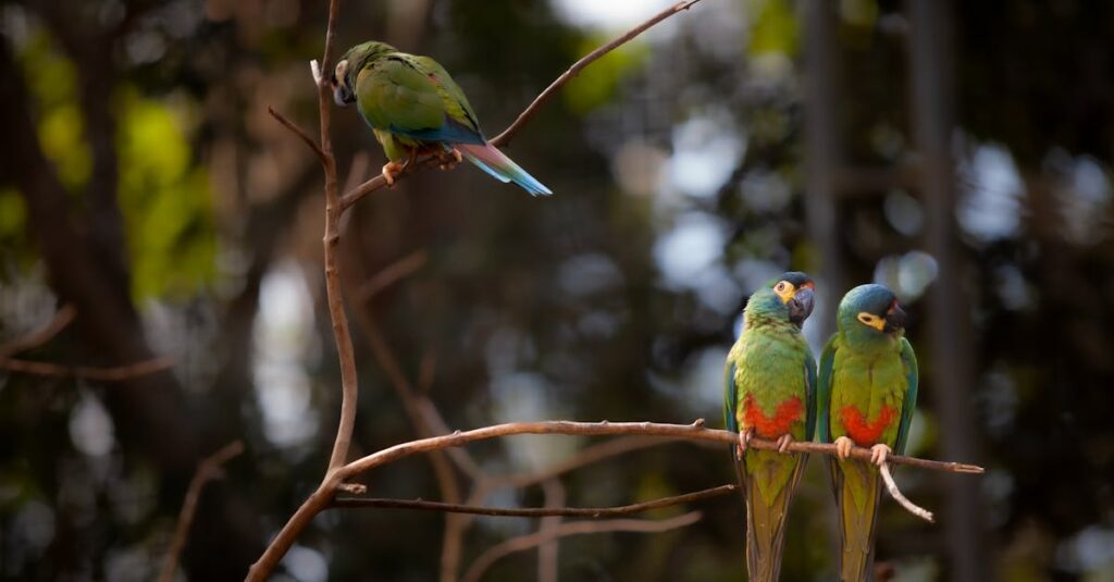 Three colorful macaws perched on branches in a lush Brazilian forest, Foz do IguaΓ§u.