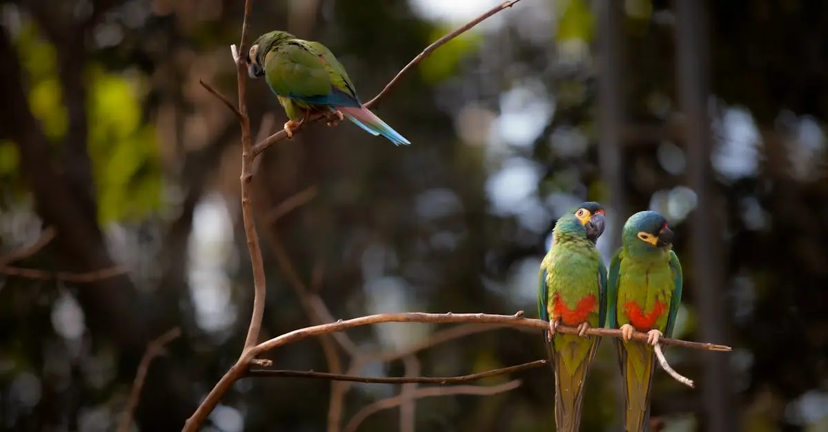 Sultanpur Bird Sanctuary Landscape